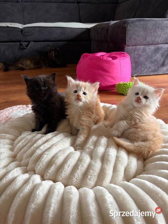 Sprzedam 2 kocurki rasy maine coon Smyczyna