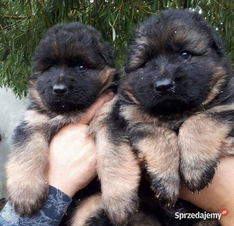 Owczarek owczarki niemieckie Prześliczne Owczarek