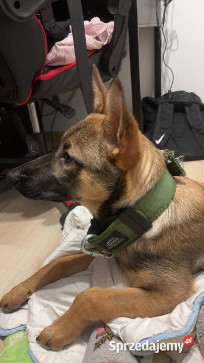 Suka Owczarek Belgijski lubelskie Lublin