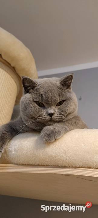 Kotka brytyjska Głogów