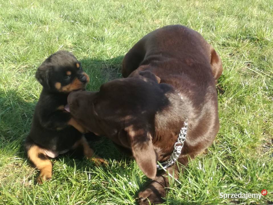 loablador czekoladowy szuka nowego domu Radomsko