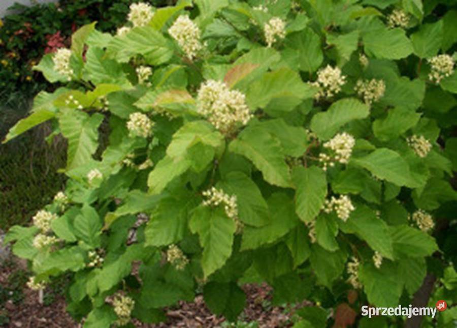 KLON TATARSKI Acer tataricum NASIONA 1500 sztuk kujawsko-pomorskie Lubanie