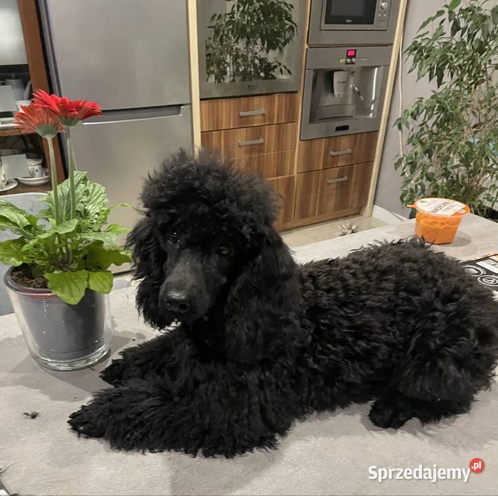 Pudel miniaturowy piesek Ostrożnica sprzedam