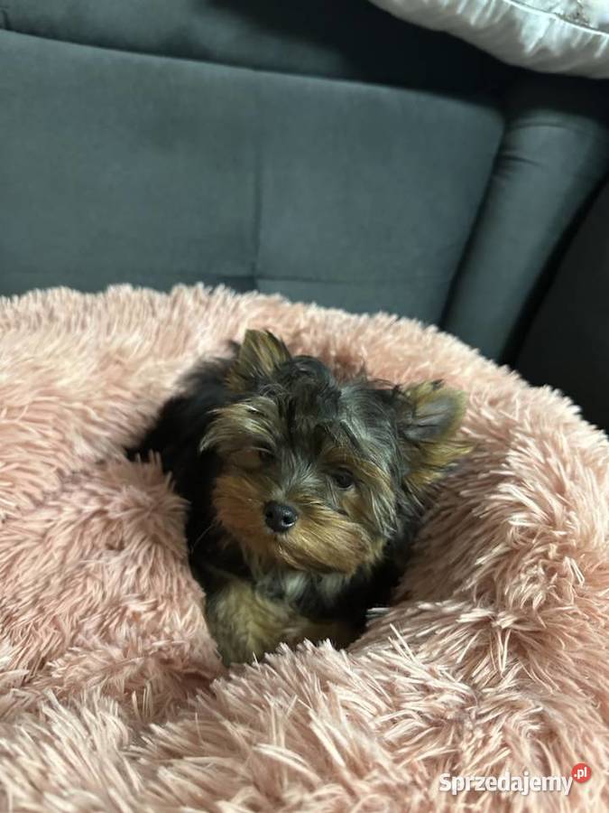 Yorkshire Terrier York Wrocław