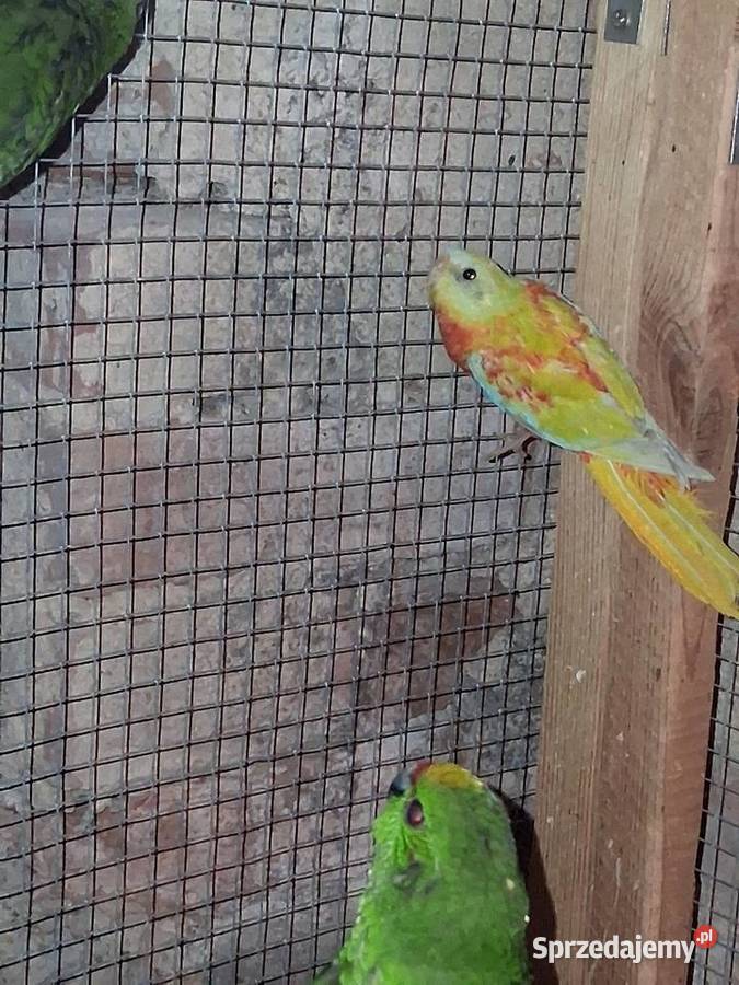 Samica łąkowki kujawsko-pomorskie Szubin sprzedam