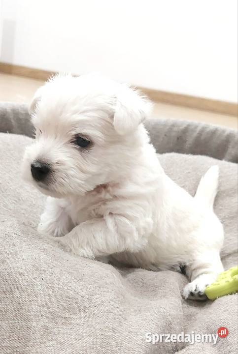 West Highland white terrier szczeniaki West Highland White Terrier Pilawa