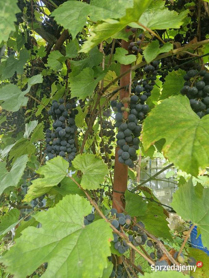Winogron niepryskany