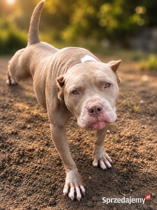 American pit bull Terrier wyjątkowa suczka I Opole