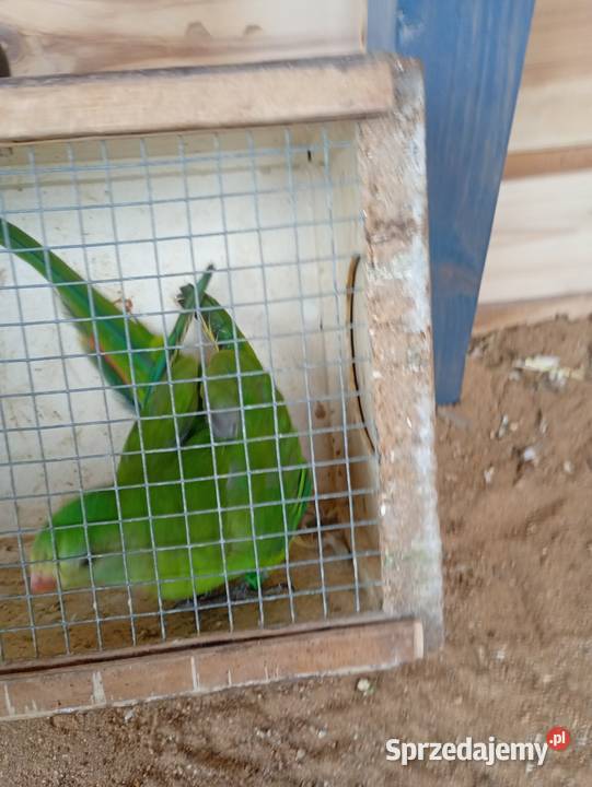 Samczyk barabandy łódzkie Zduńska Wola