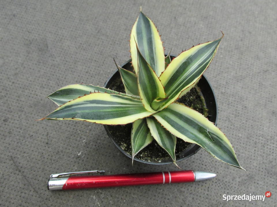 Agave lophantha Quadricolor agawa w czterech
