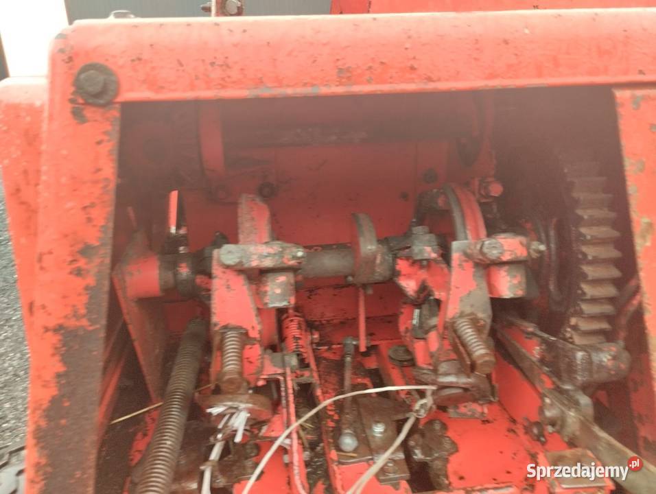 Sprzedam prase welger ap 52 sprowadzona Lechów