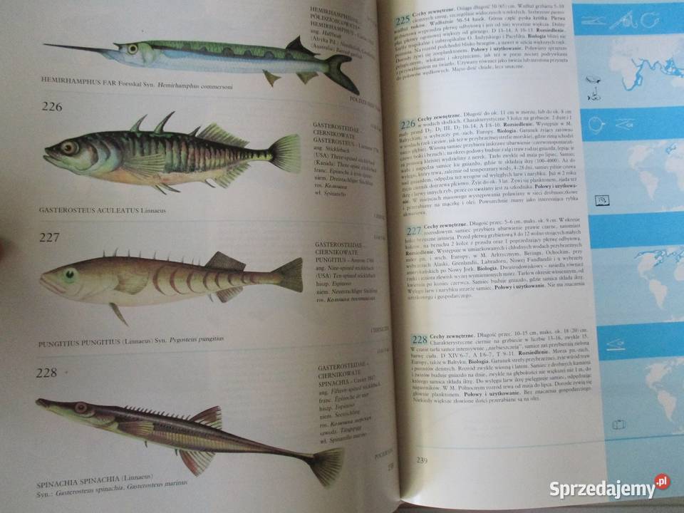 przyroda fauna flora rasy biologia Poradniki, albumy i reportaże Łódź