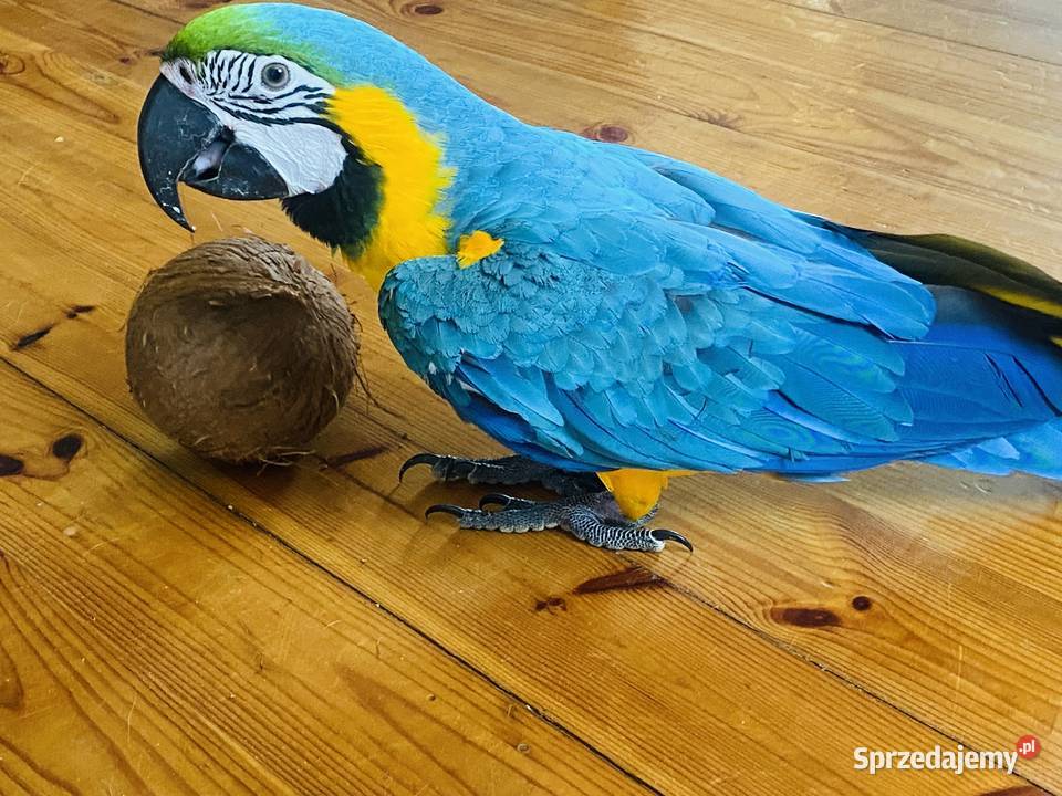Ara ararauna oswojona z klatką mazowieckie Warszawa sprzedam