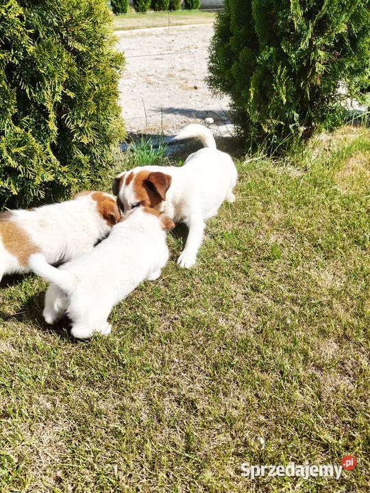 Jack Russell Terrier wielkopolskie Kłodawa