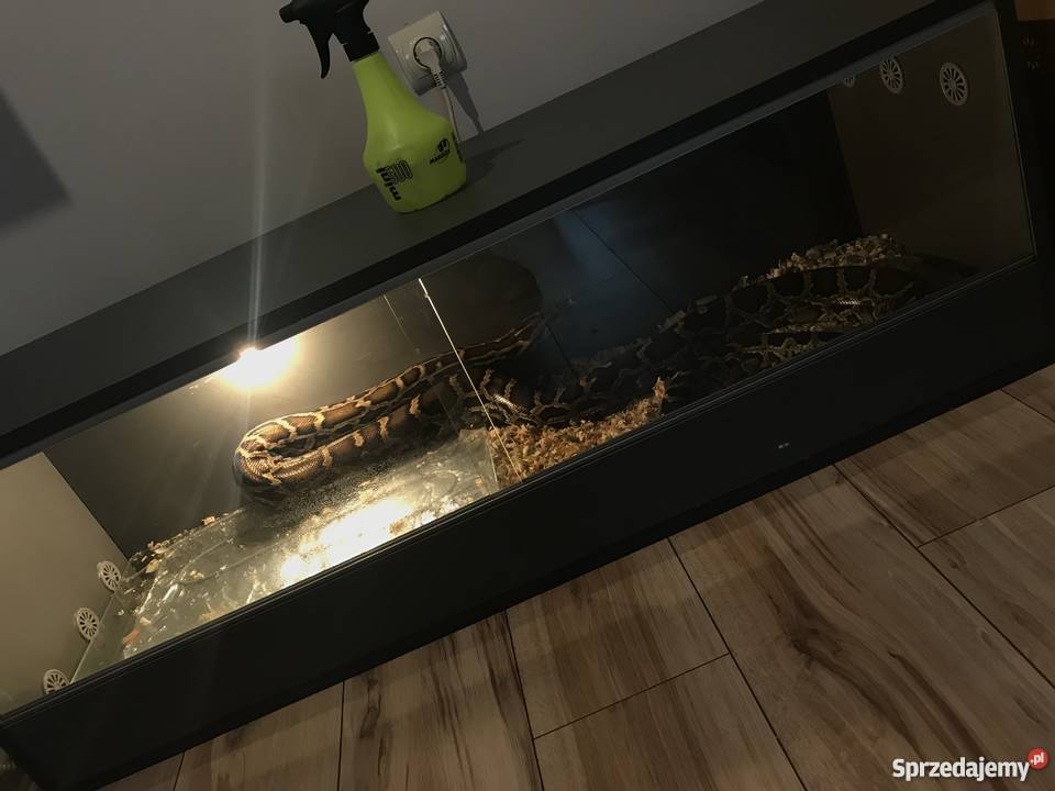 Pyton tygrysi samiec terrarium Ostrów Wielkopolski sprzedam