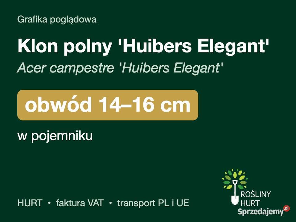 Klon polny Huibers Elegant obwód 1416 w