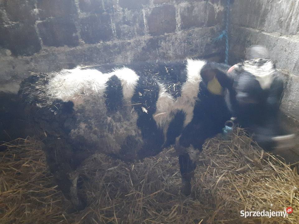 Sprzedam byka Topczewo