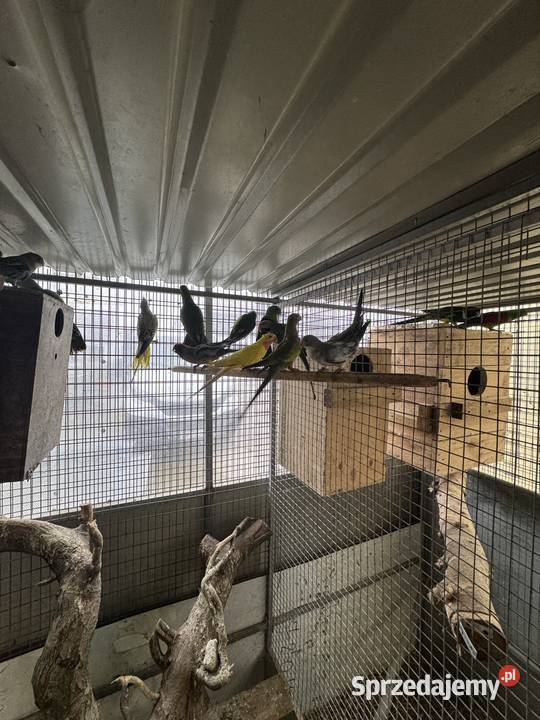 Sprzedam papugi Pawłowice