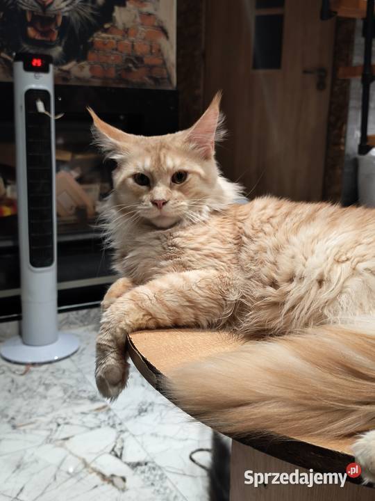 Kotka rasy Maine coon z rodowodem zaplecze Prawęcin