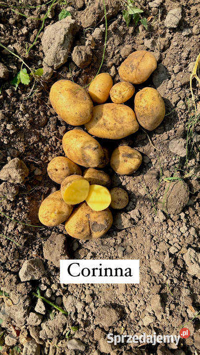 Ziemniaki Queen Anny Corinna Vineta Red Lady Produkcja warmińsko-mazurskie Olsztyn sprzedam