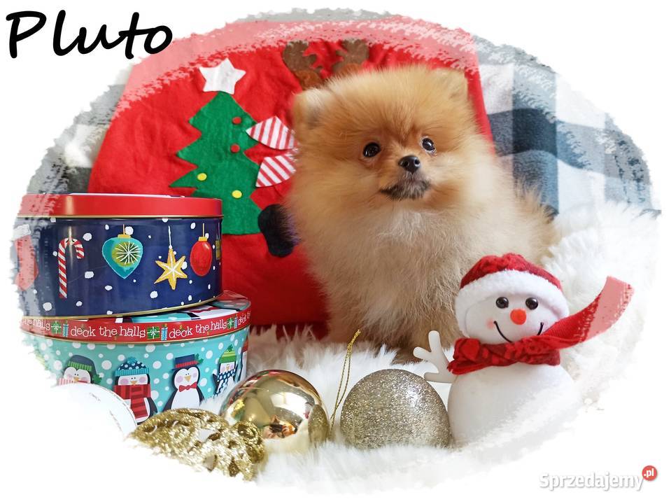 Pomeranian Szpic Miniaturowy RUDY chłopczyk Do Wrocław