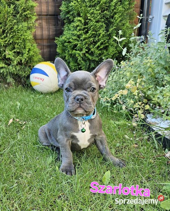 Buldozki francuskie blue blekitne Zbrudzewo