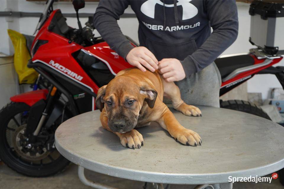 Boerboel Szczenięta mastifa