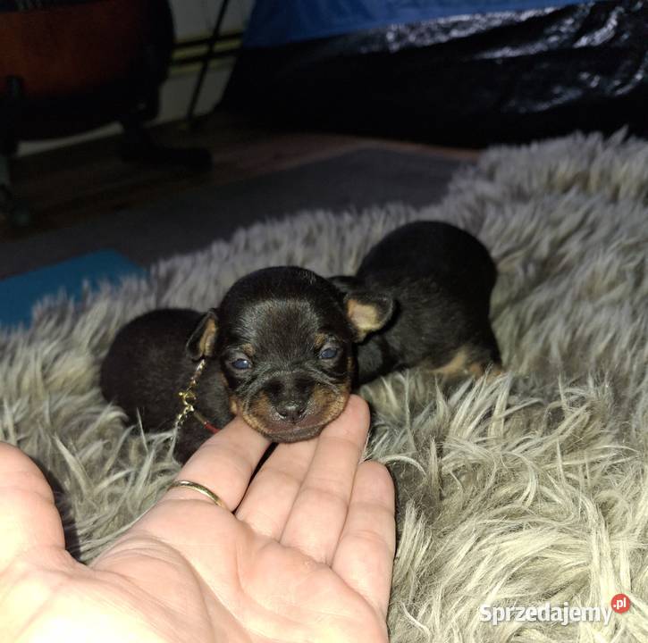 Pinczer miniatura Zwierzęta Jasło