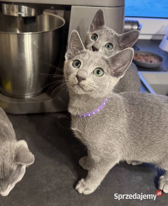 Kocięta rosyjskie niebieskie