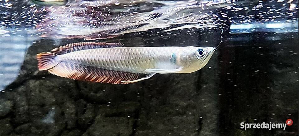 Arowana srebrna Osteoglossum bicirrhosum WYSYŁKA Gdańsk sprzedam