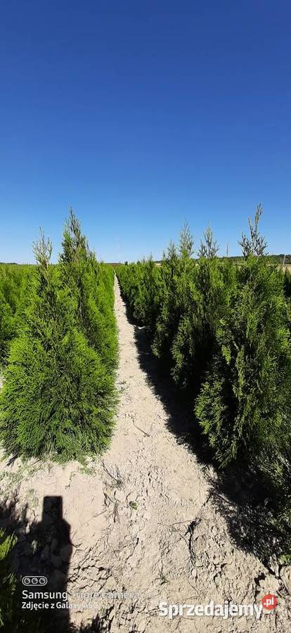 Tuja szmaragd 110120 2022 Producent Bychawa