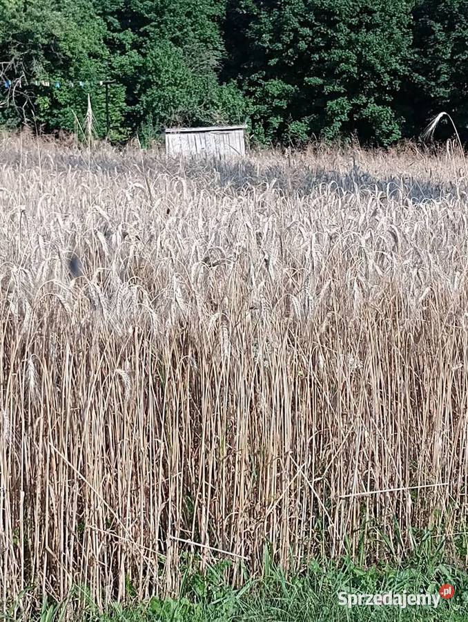 Pszenżyto trisol tegoroczne świętokrzyskie Jastrzębska Wola