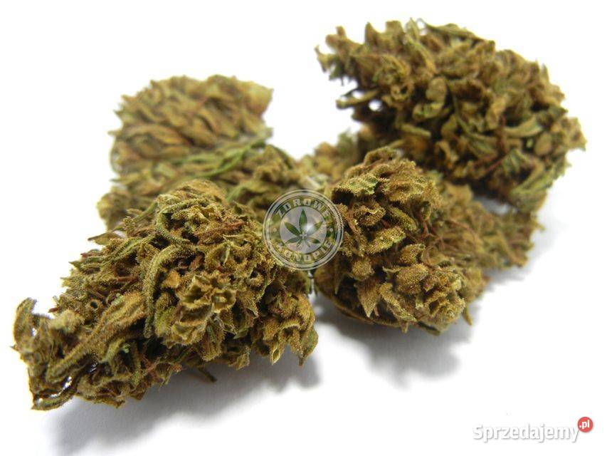 Olejki CBD zdrowe produkty i kosmetyki z konopi Leszno