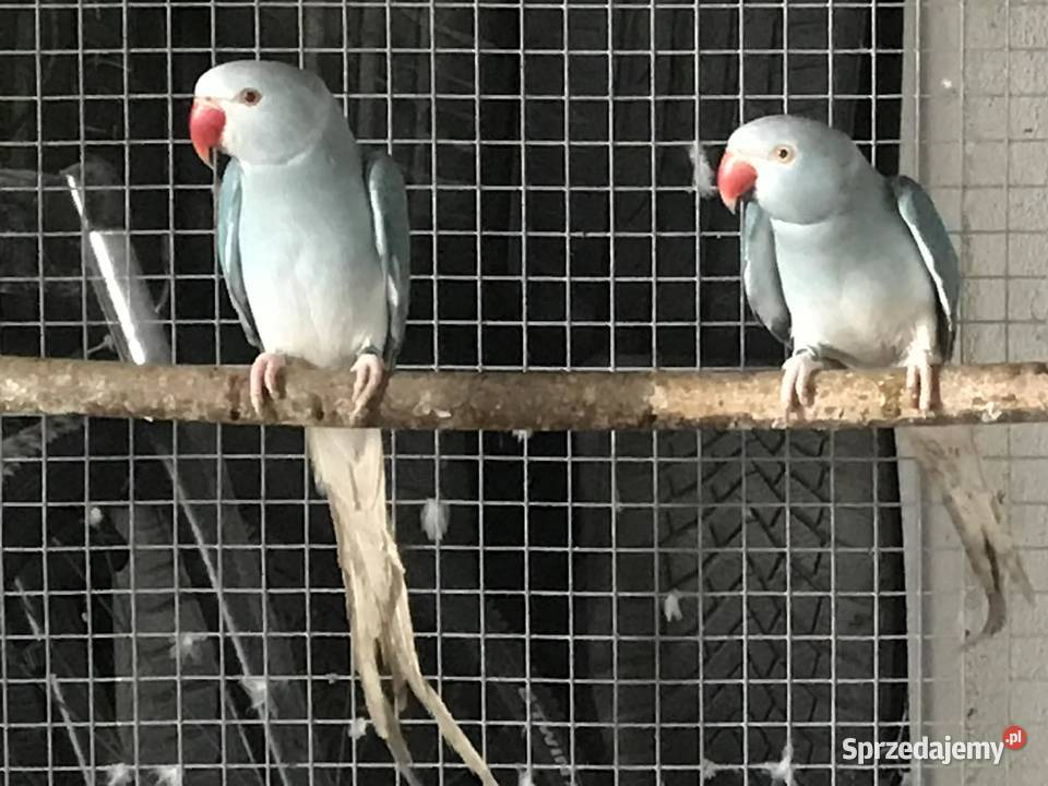 Aleksandretty niebieski GO 2023 Maków Podhalański