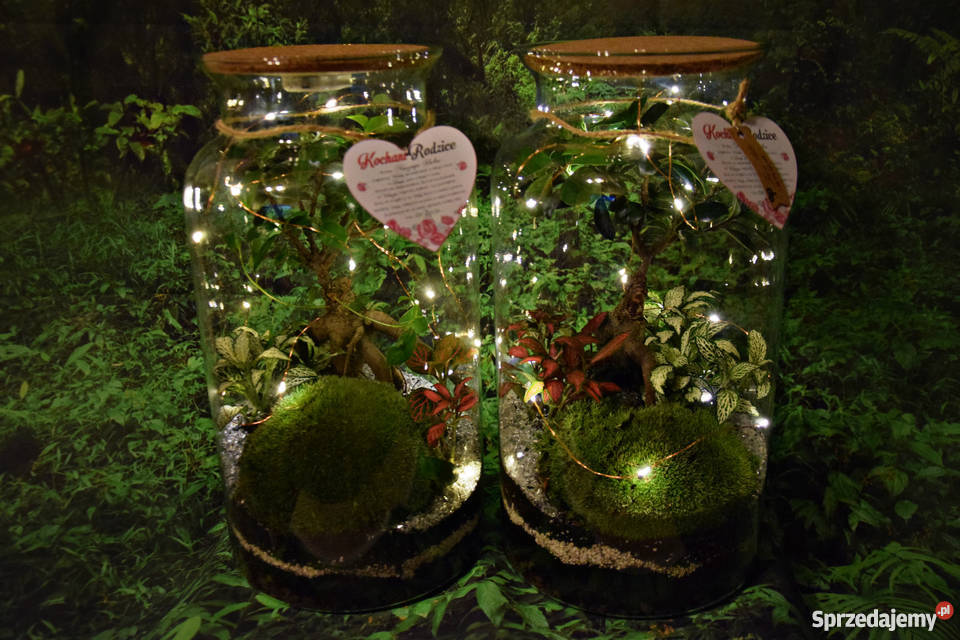Las w słoiku 40 wysokości prezent podziękowanie Wrocław sprzedam
