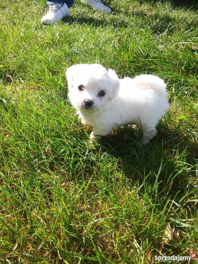 maltańczyki Poznań sprzedam