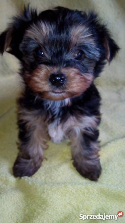 York szczenięta Yorkshire Terrier metryka chip Żabno sprzedam