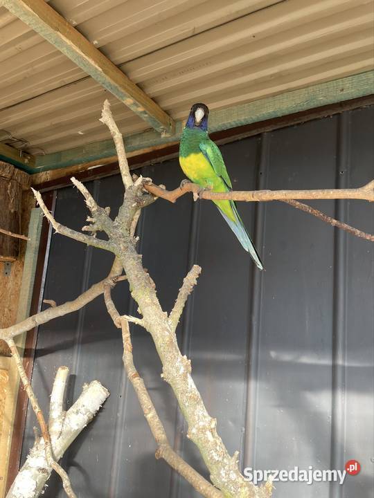 Szukam Bernarda żółtobrzuchego małopolskie Tarnów