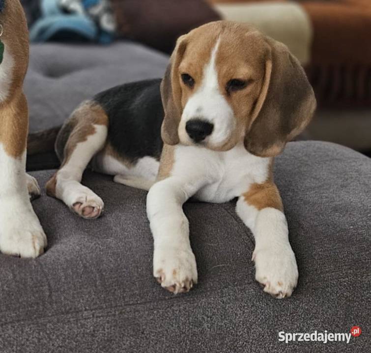 Ostatnia cudowna dziewczynka Beagle FCI Mińsk Mazowiecki