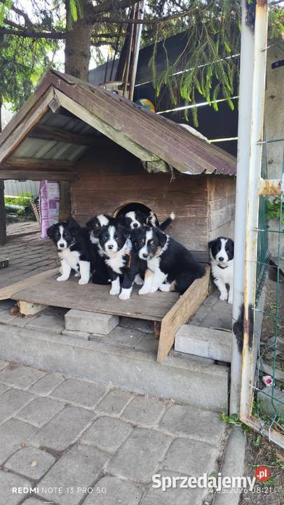 Border Collie szczeniaki Nagawczyna