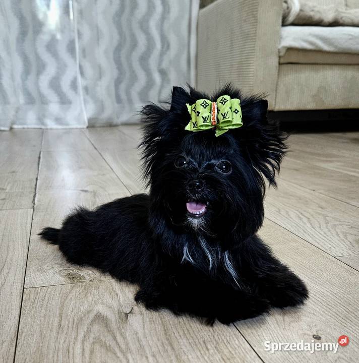 Piękna CZARNA Suczka York nie wybarwi się Wrocław