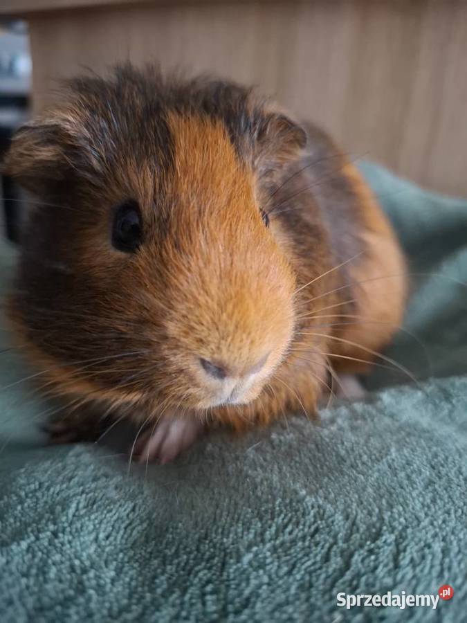 Swinki samczykimlode śląskie Żory