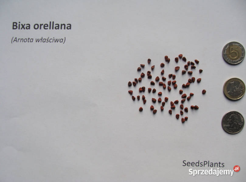 ARNOTA WŁAŚCIWA Bixa orellana NASIONA 4000 sztuk Nasiona Lubanie sprzedam