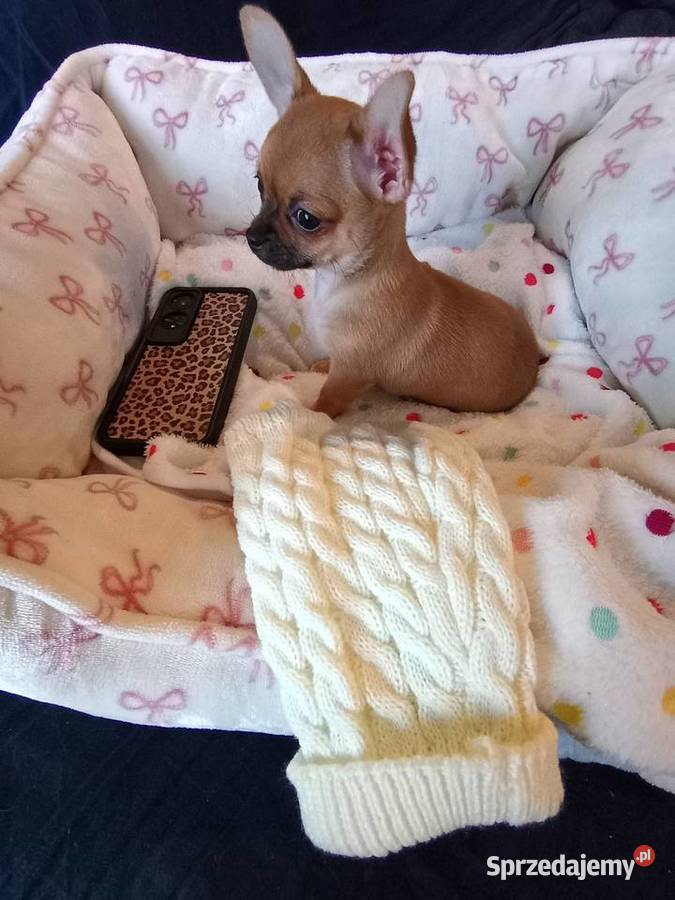 Biszkoptowa chihuahua Zwierzęta wielkopolskie Konin