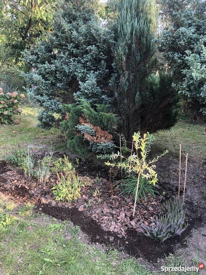 Ogródek działkowy Żory