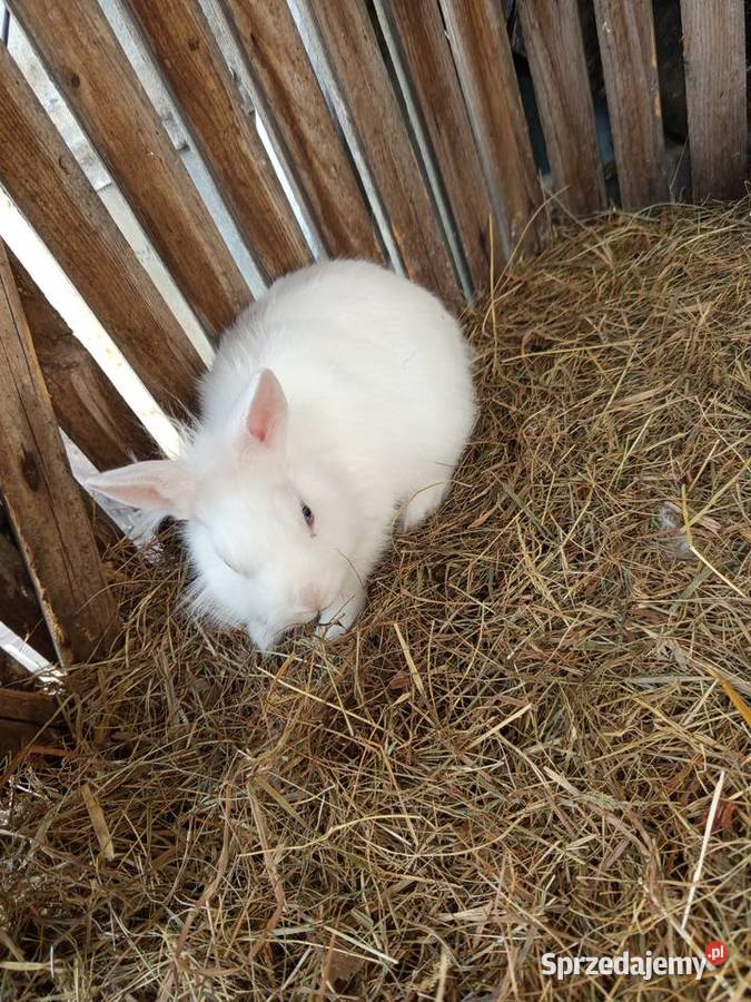 Sprzedam króliki samce miniaturki Gryzonie Koźminek