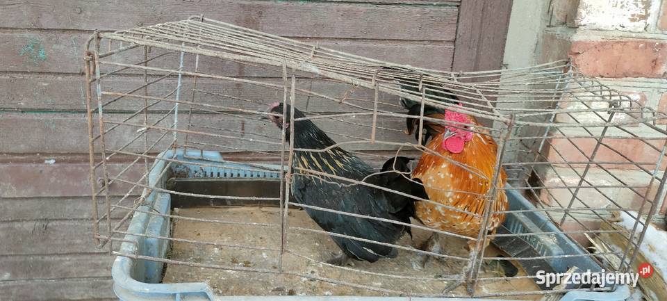 Kury liliputki Tokarówka