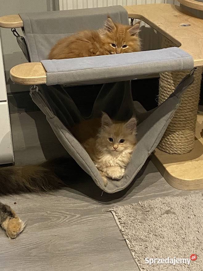 Sprzedam kocięta Maine coon Maine Coon Słupno