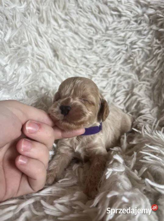 Piesek cockapoo mama cocker spaniel tata pudel Busko-Zdrój