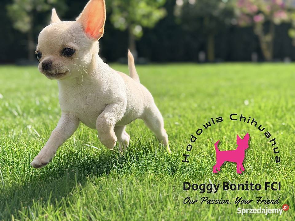 CHIHUAHUA ZKwP FCI drobna dziewczynka Gniezno